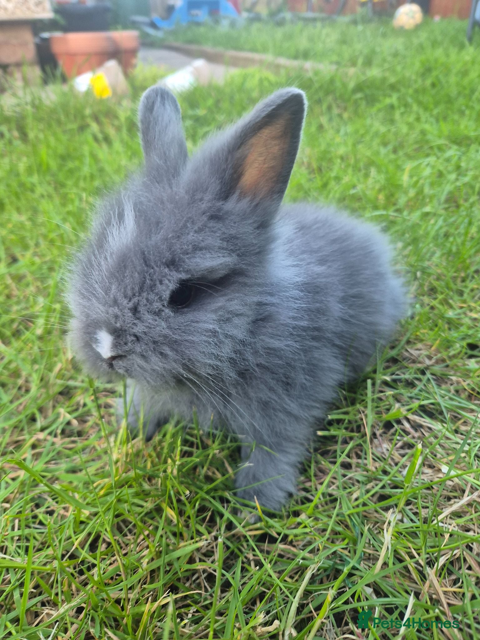 Mixed Breed rabbits Baby bunnies  - Advert 21