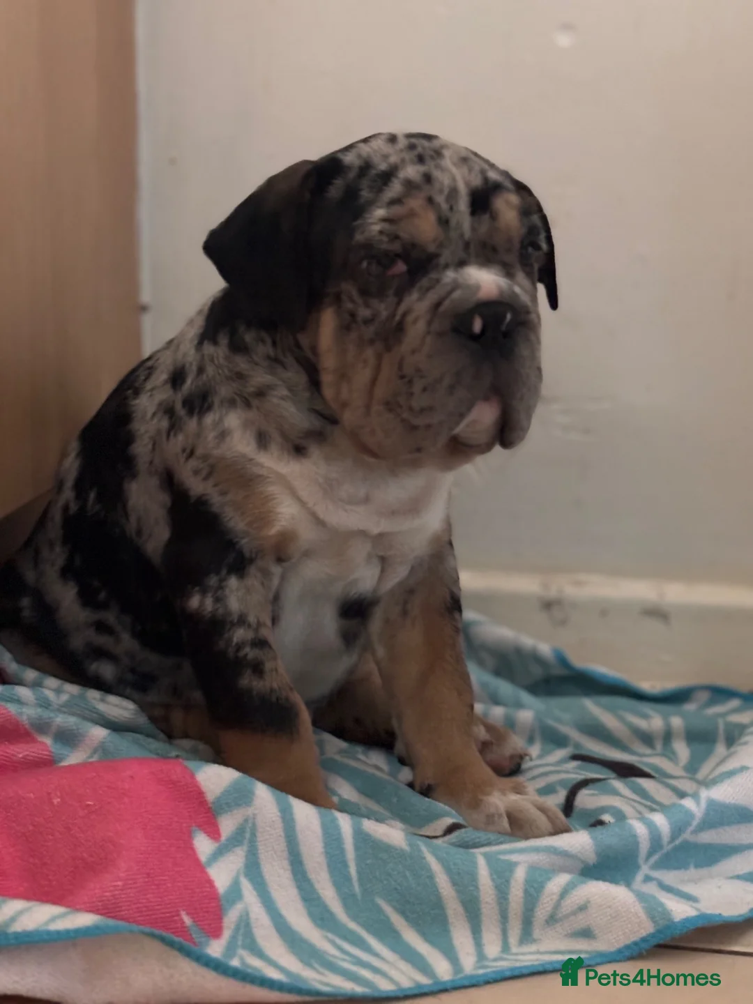 English Bulldog dogs for sale: English bulldog in London - Advert 10
