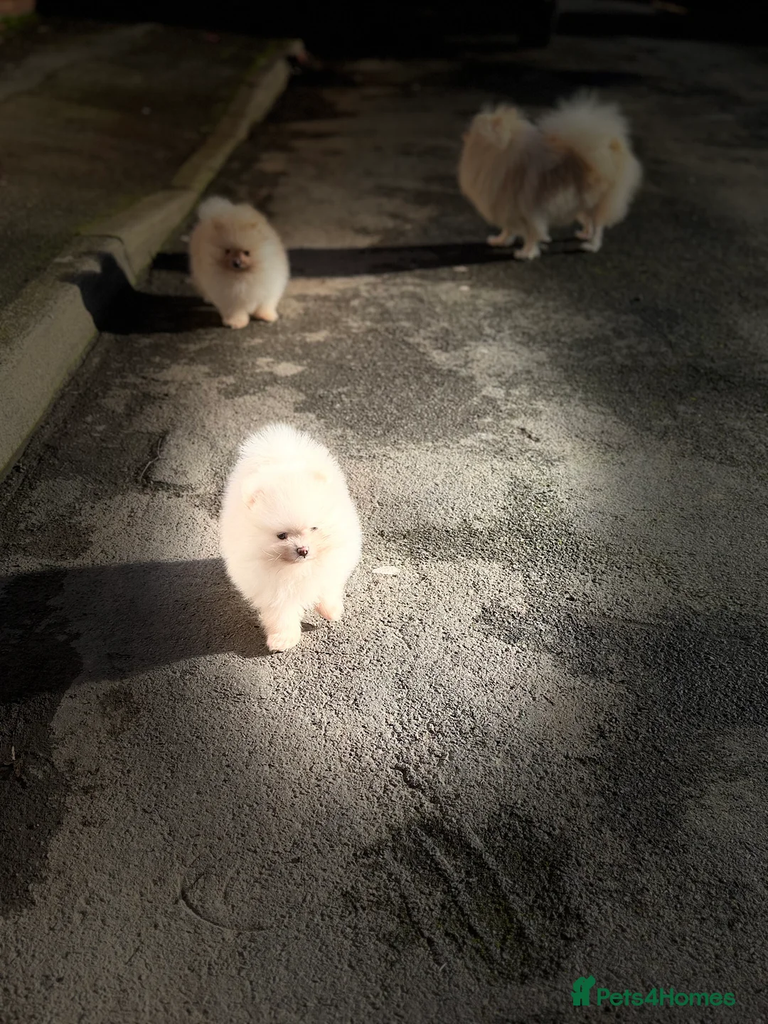 Pomeranian dogs for sale: Beautiful Purebred Pomeranian Puppies - Advert 14