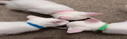Mixed Breed cats for sale: Kittens from my Khao Manee looking for a home in Hounslow - Advert 17
