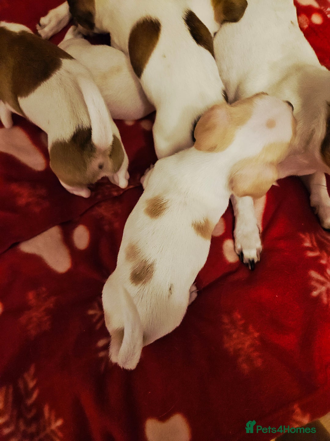 Jack Russell dogs for sale: LOVELY JACK RUSSELL PUPPIES FOR SALE. - Advert 24