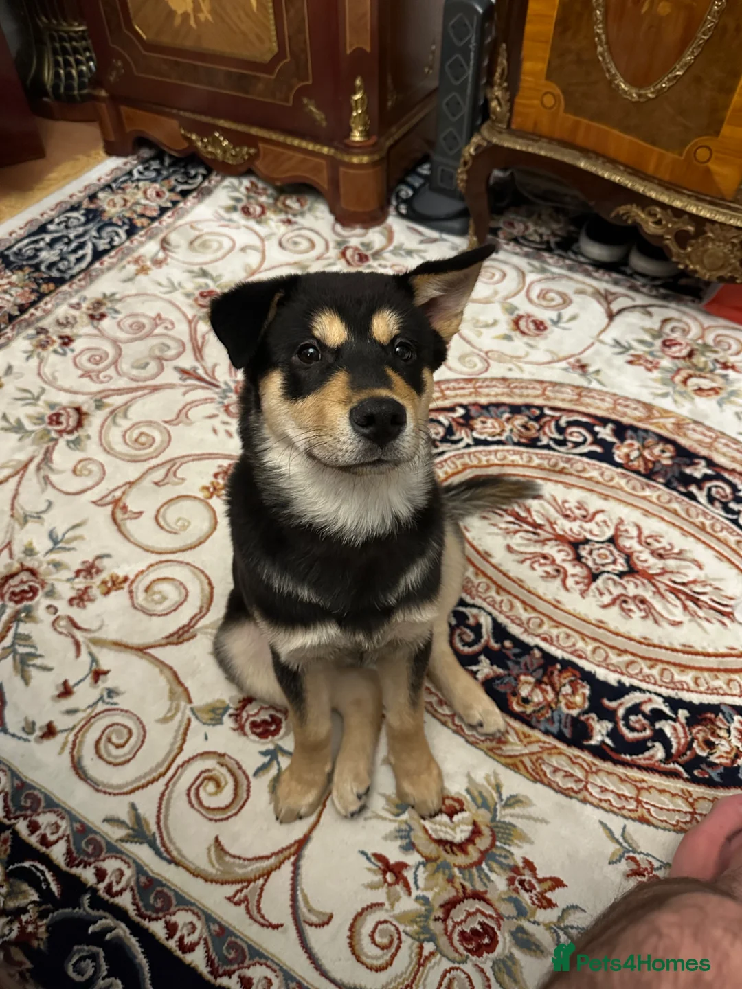 Korean Jindo dogs for stud: Korean Jindo Stud - Advert 18