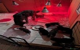 German Shepherd dogs for sale: Rare long-haired German shepherd puppies for sale - Advert 2