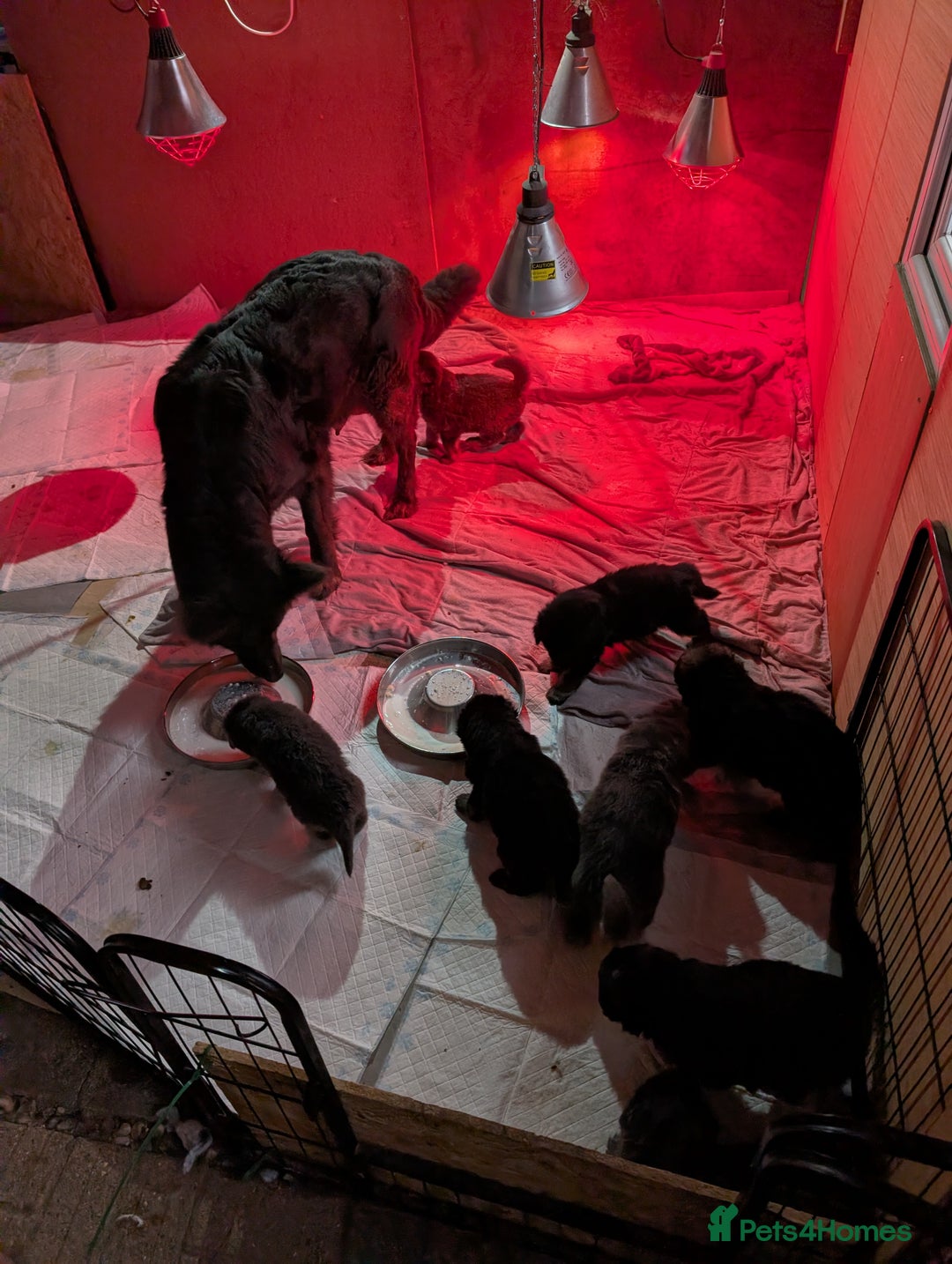 German Shepherd dogs for sale: Rare long-haired German shepherd puppies for sale - Advert 2