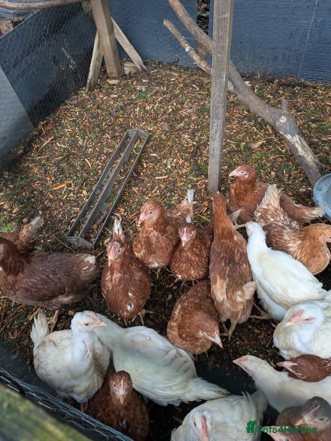 Chickens poultry for sale: Isa Browns ready for a new home - Advert 2