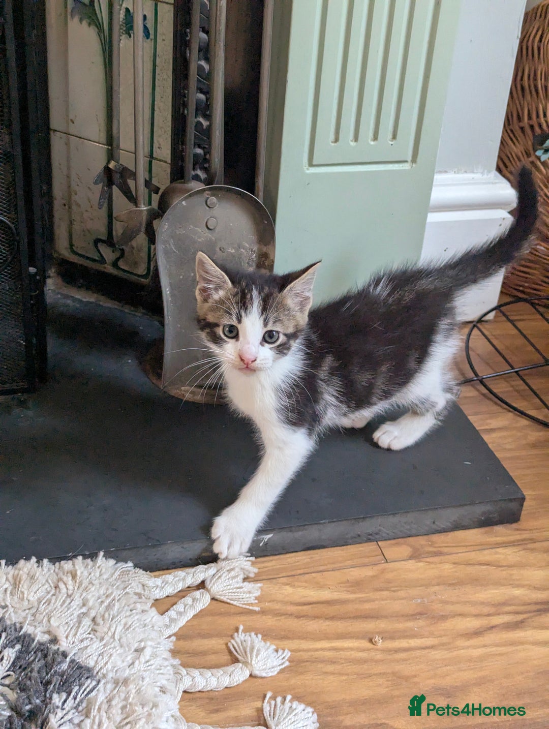 British Shorthair cats for sale: 2 beautiful white and tabby kittens  - Image 1