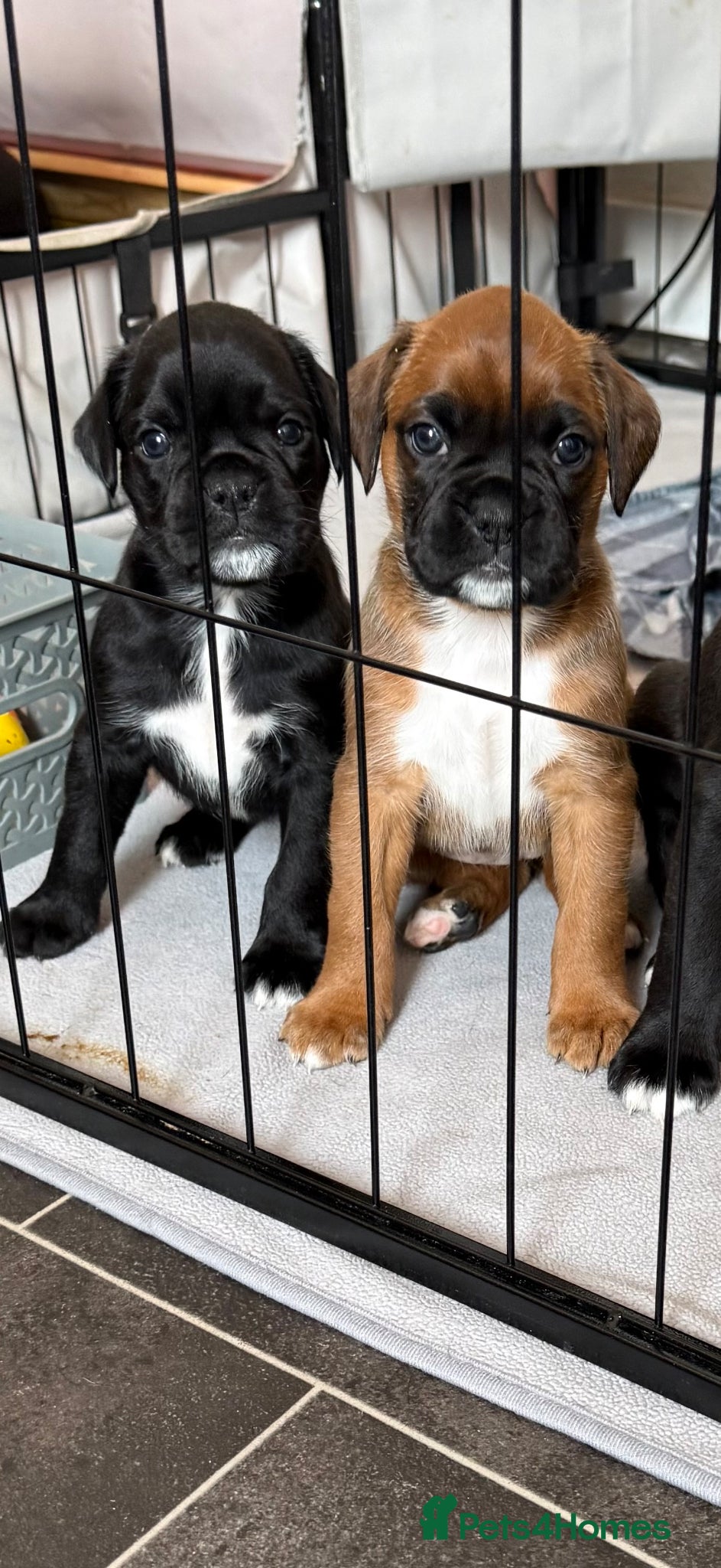 Boxer dogs Bella and cooper pure breed boxers - Advert 22