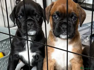 Boxer dogs Bella and cooper pure breed boxers - Advert 22