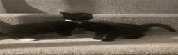 Mixed Breed cats for sale: 6 loving kittens looking for Forever homes  - Advert 17