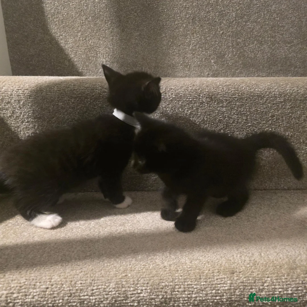 Mixed Breed cats for sale: 6 loving kittens looking for Forever homes  - Advert 17