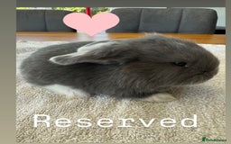 French Lop rabbits for sale: Stunning French lop babies  - Image 7