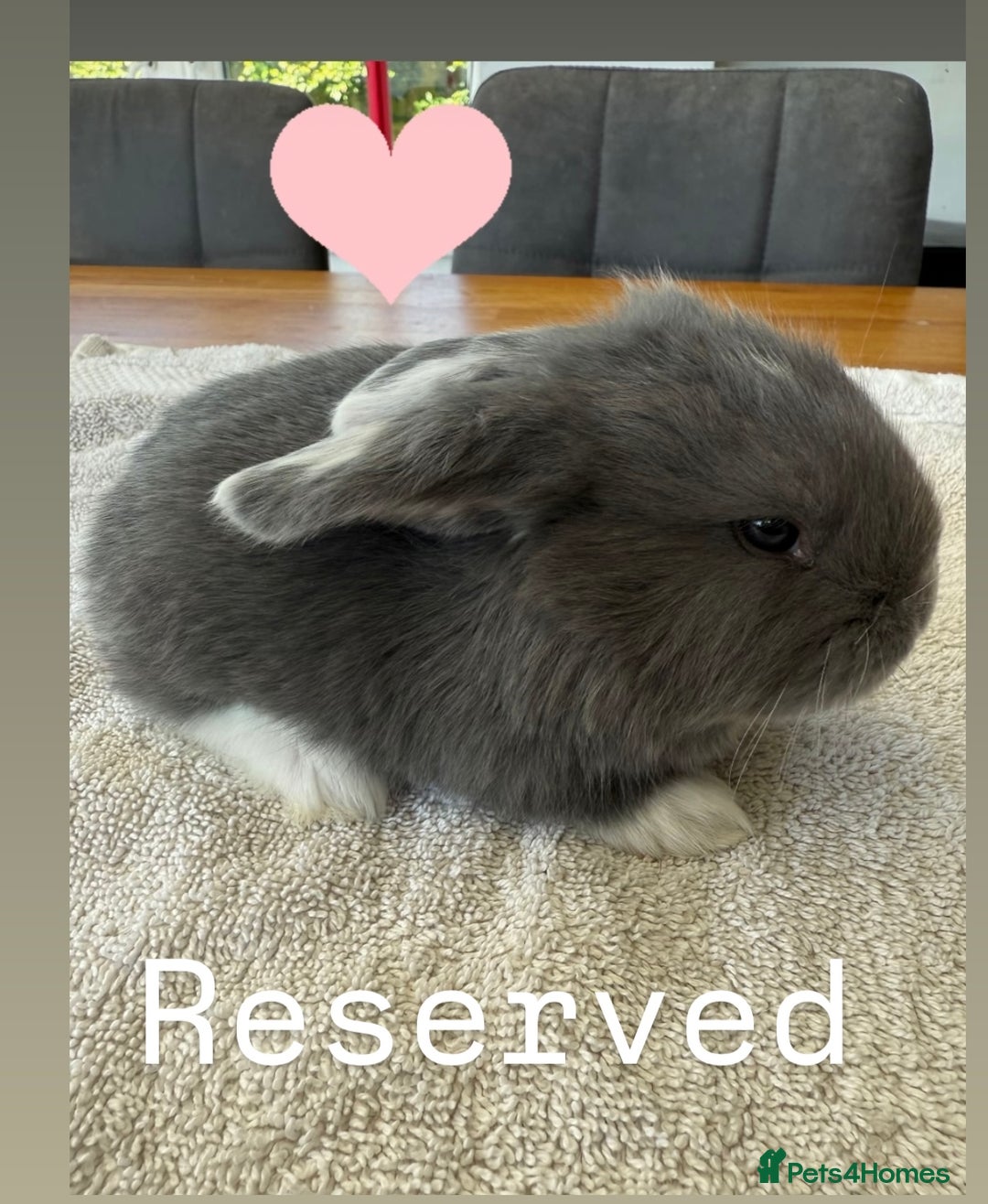 French Lop rabbits for sale: Stunning French lop babies  - Image 7