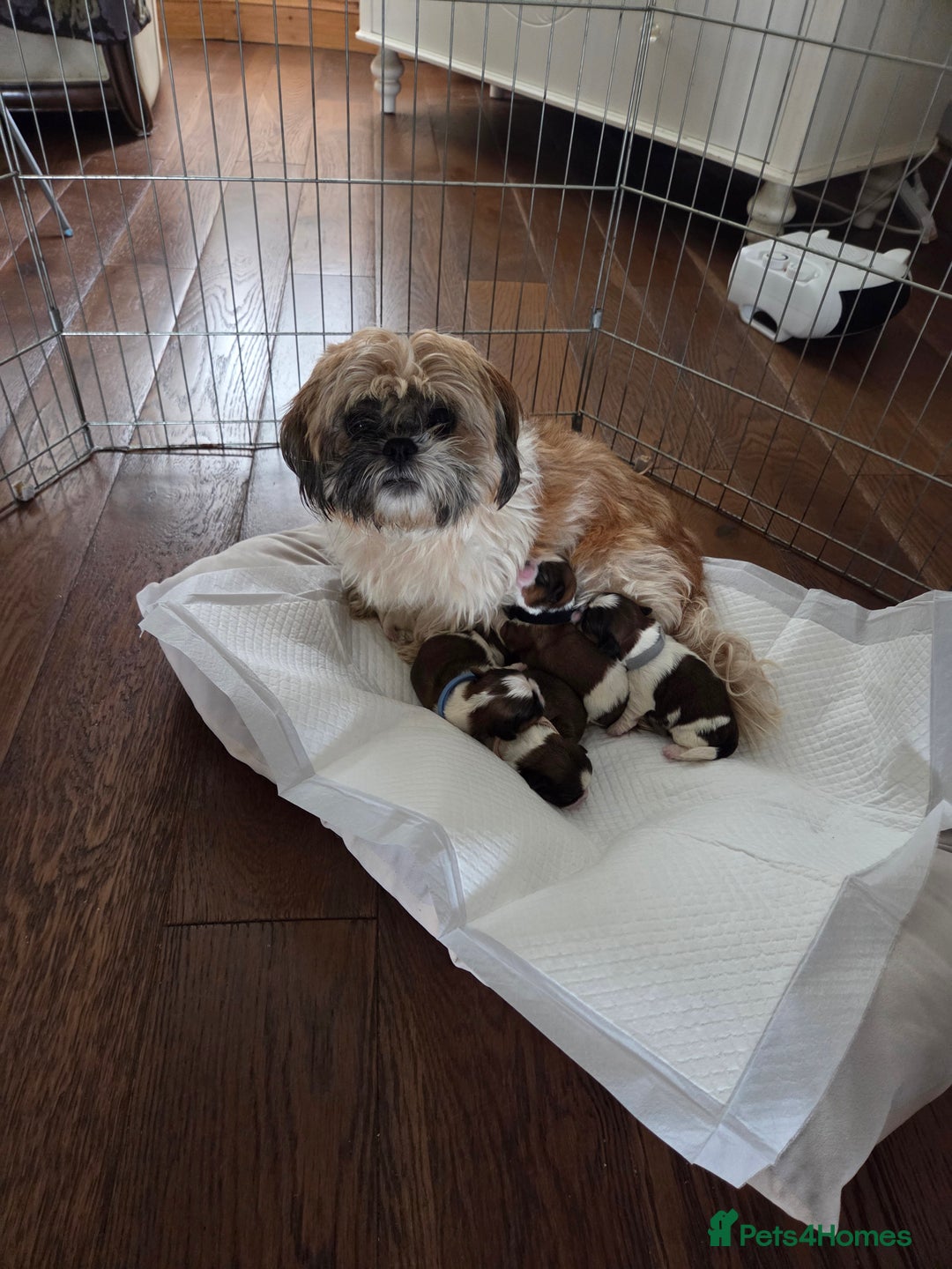 Shih Tzu dogs for sale: 5 stunning kc registered shih tzu pups - Image 1