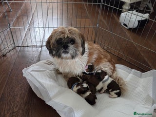 Shih Tzu dogs - Advert 2