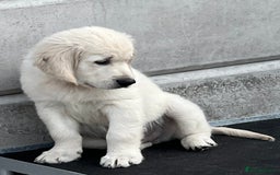 Golden Retriever dogs for sale: Stunning Puppies Ready Now (Updated pics) - Image 17