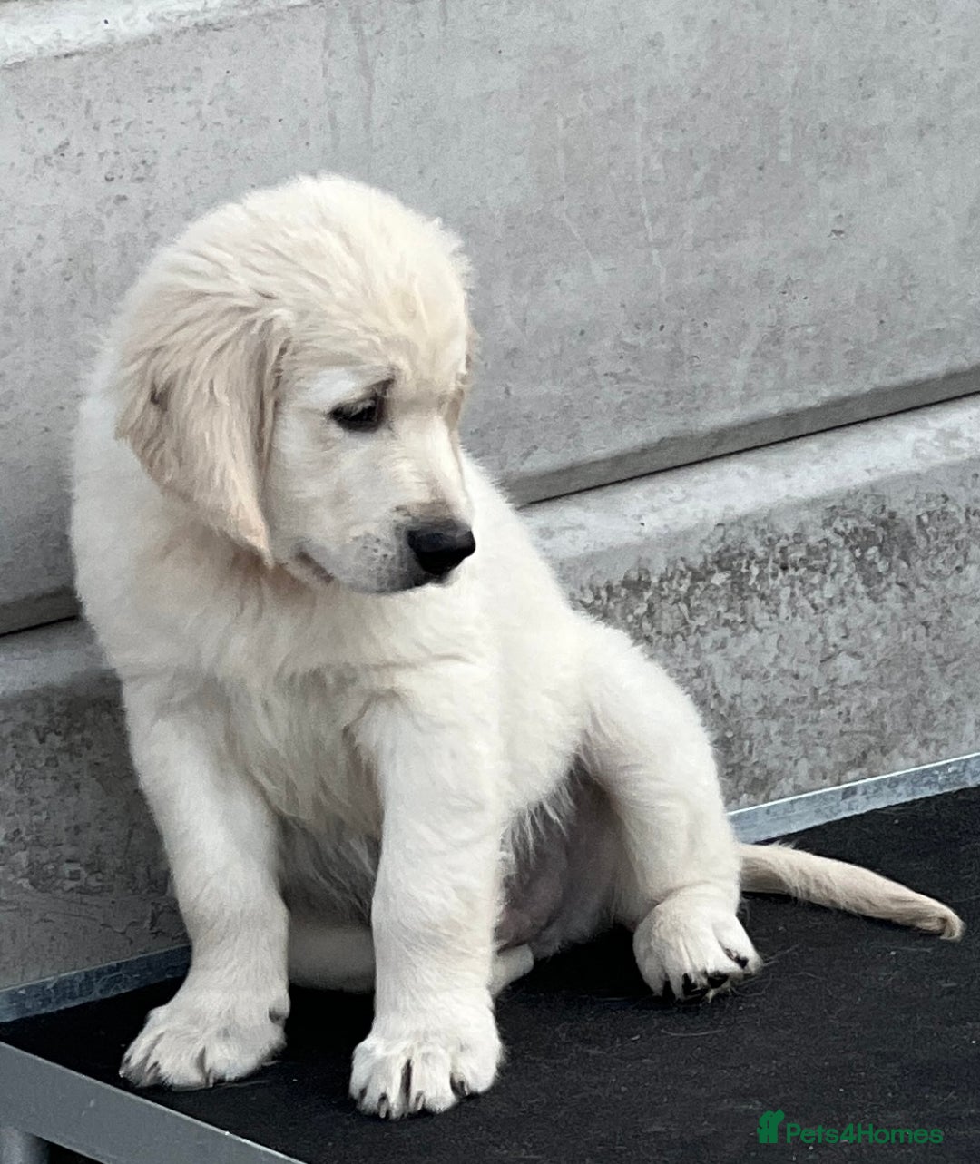 Golden Retriever dogs for sale: Stunning Puppies Ready Now (Updated pics) - Image 17