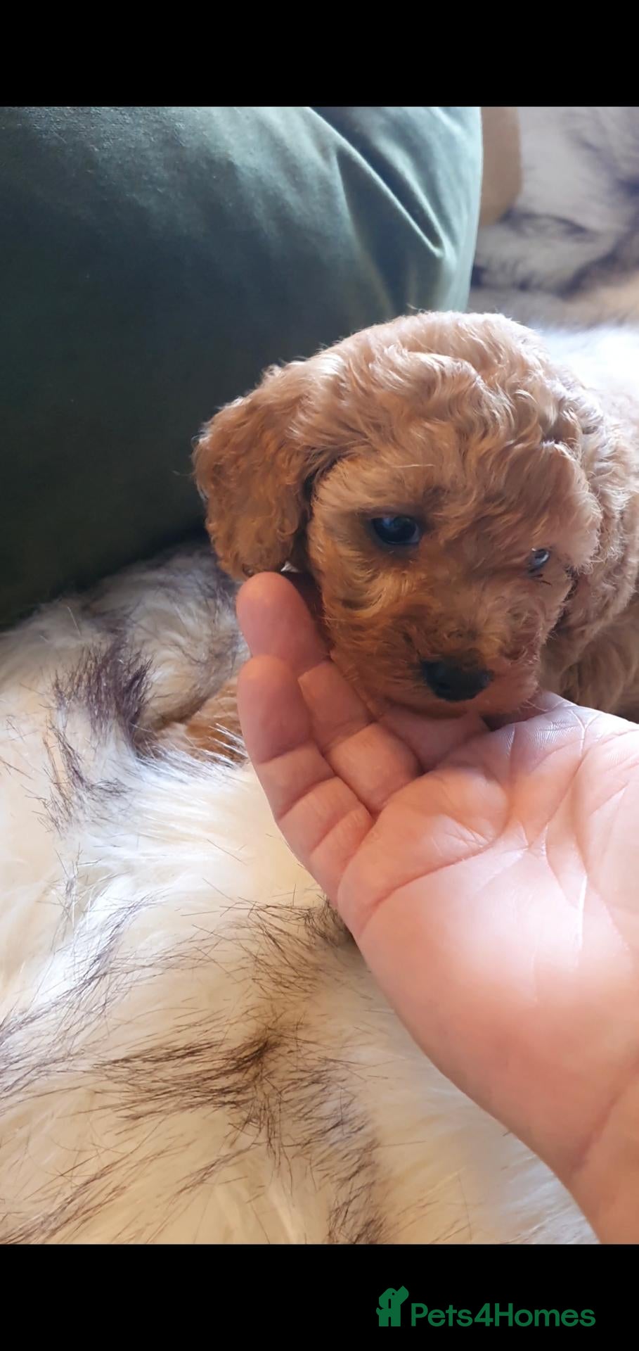 Toy Poodle dogs Tiny Toy Poodle puppies both parents health tested - Advert 1