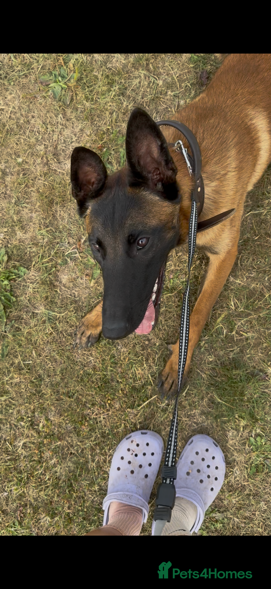 Belgian Shepherd Dog dogs for sale: Belgian Mali  - Advert 3