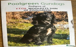Cocker Spaniel dogs for sale: KC registered working Cocker Spaniel puppies - Image 22