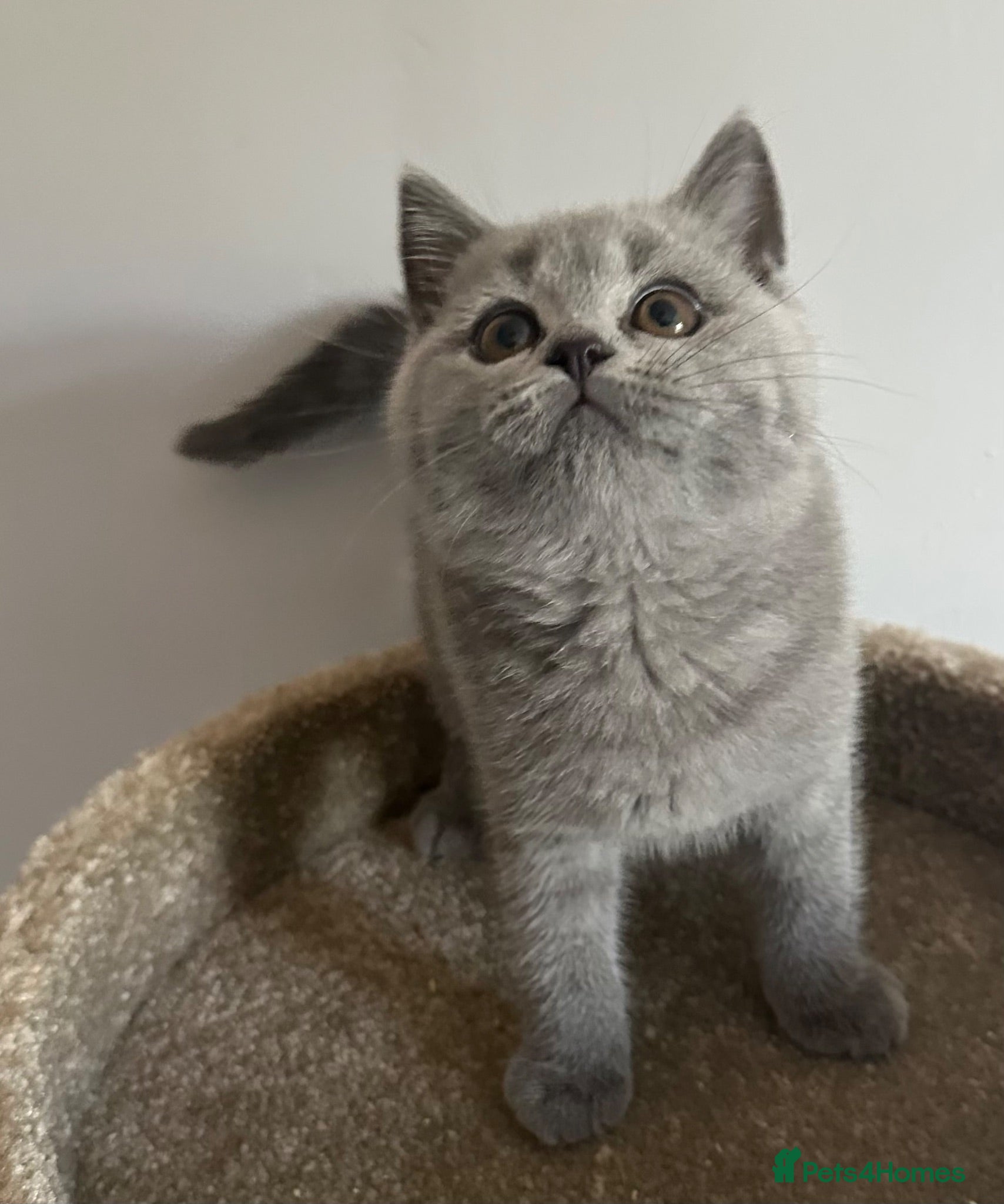 British Shorthair cats Pedigree British Blue Female Available next week   - Advert 1
