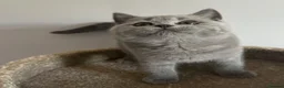 British Shorthair cats for sale: Pedigree British Blue Female Available next week   - Advert 1
