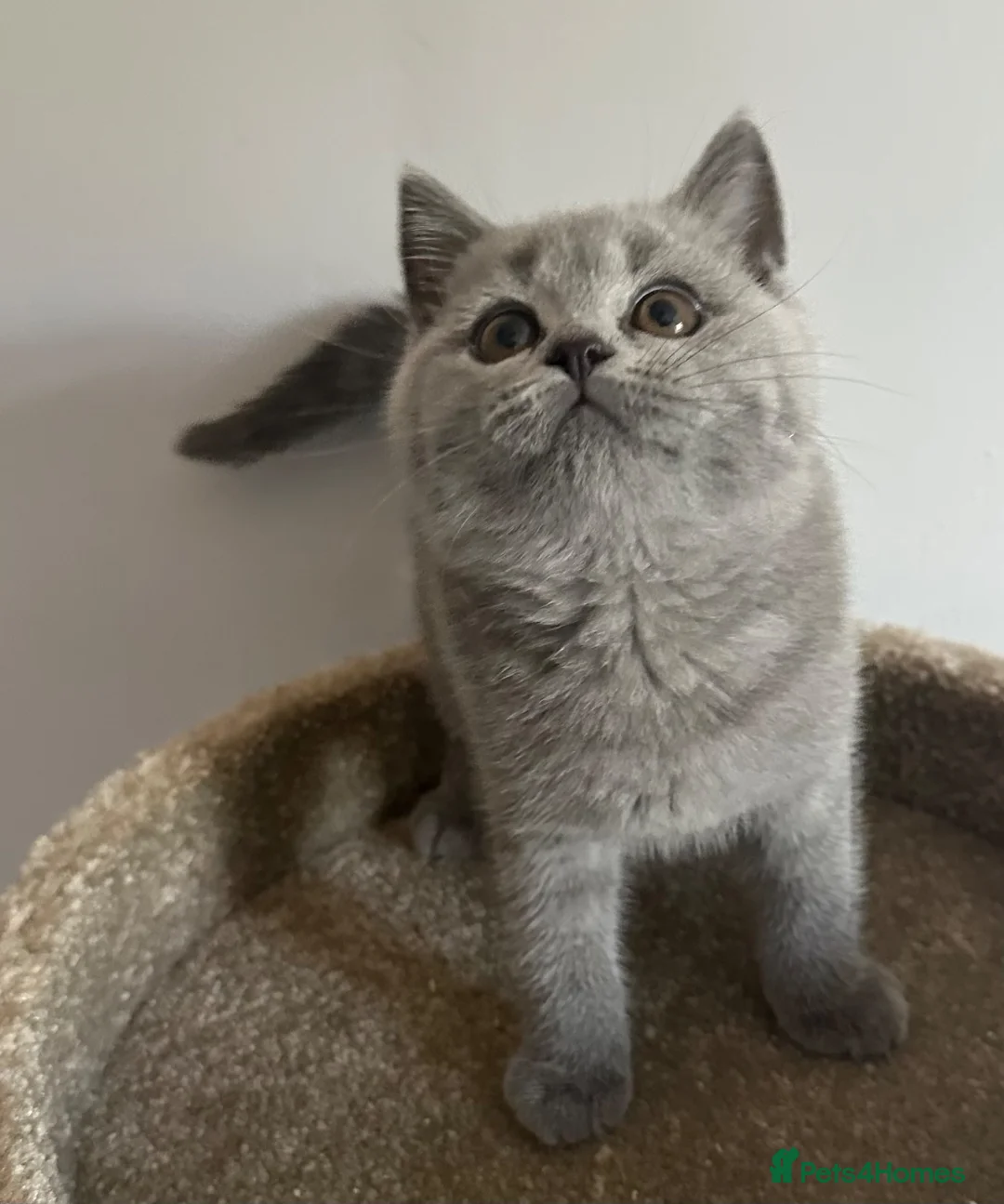 British Shorthair cats for sale: Pedigree British Blue Female Available next week   - Advert 1