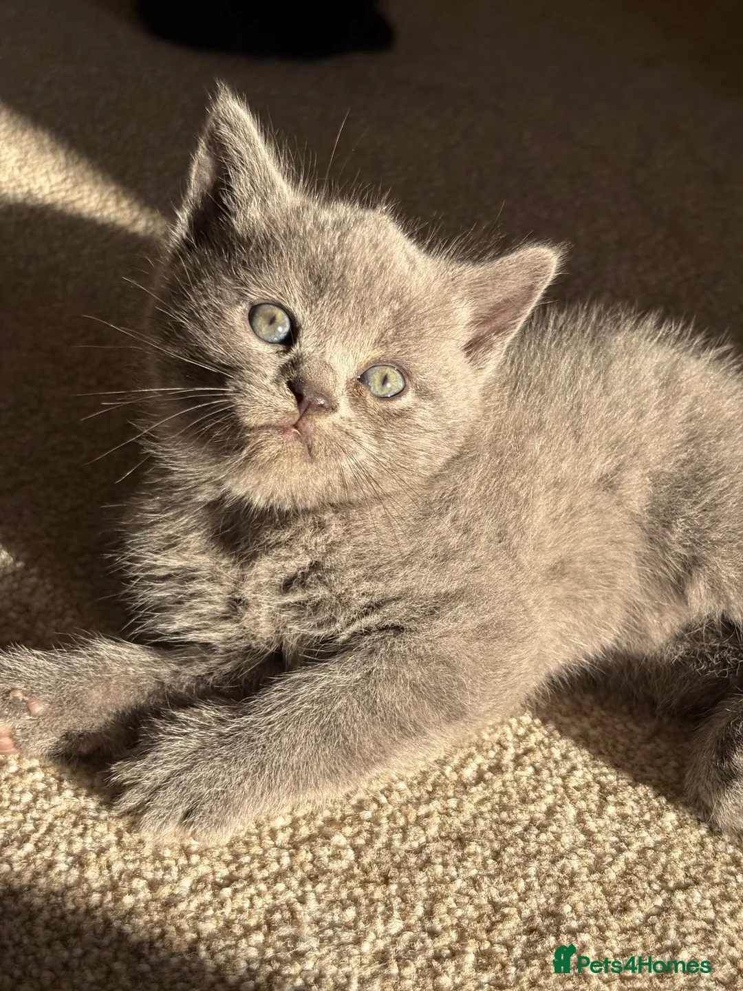 British Shorthair cats for sale: British short hair kittens  - Advert 2