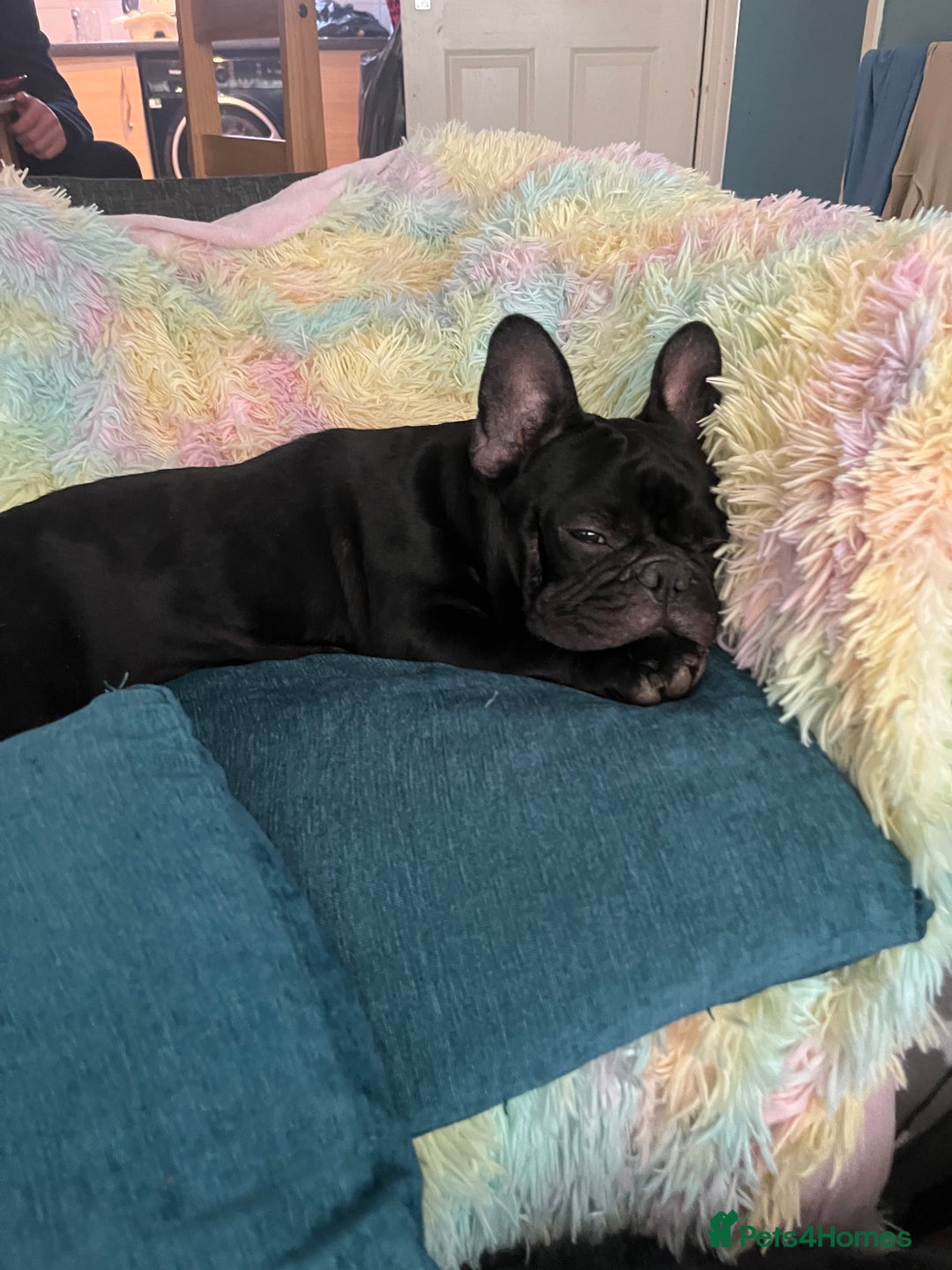 French Bulldog dogs for stud: Beautiful Kali Pack  - Image 5
