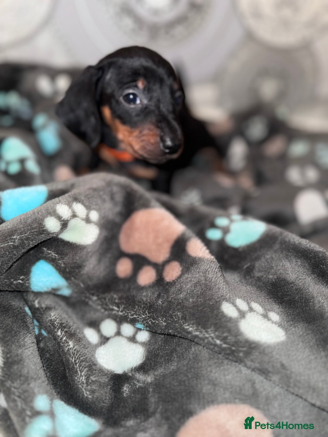 Dachshund dogs for sale: Dachshund Puppies  - Advert 8