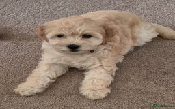 Cockapoo dogs for sale: Stunning Champagne Cockapoo Boy - Image 6