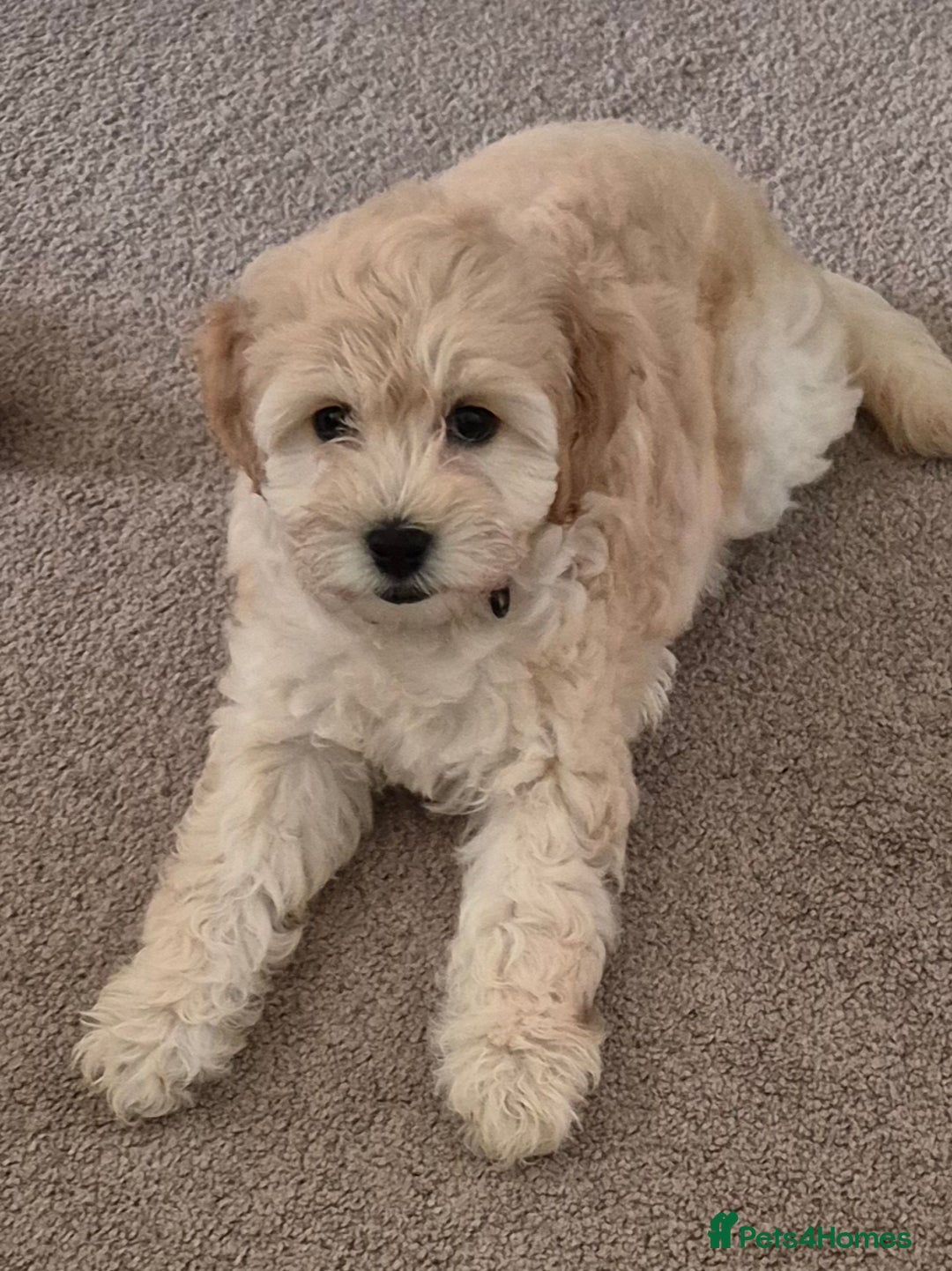 Cockapoo dogs for sale: Stunning Champagne Cockapoo Boy - Image 6