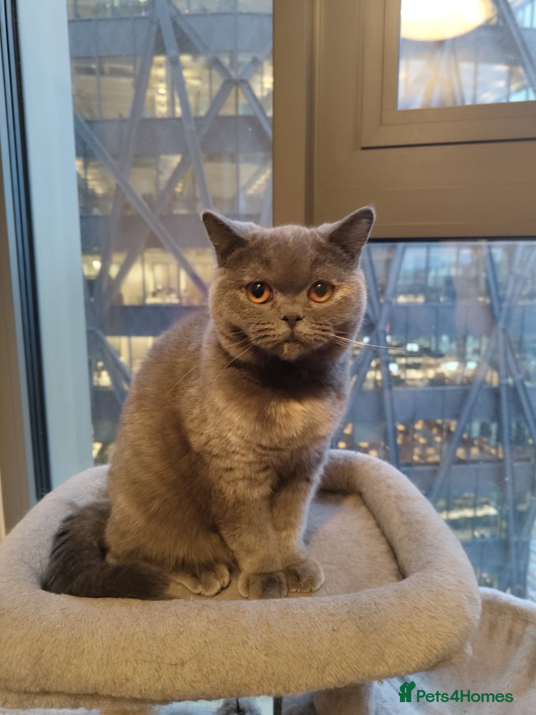 British Shorthair cats for sale: Lovely British short hair twins - Image 4