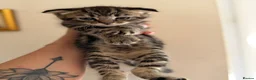 Scottish Fold cats for sale: Scotish fold and British short hair  - Advert 6