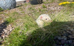 Ferret rodents for sale: 2 litters available sliver mitts and polecats  - Image 13