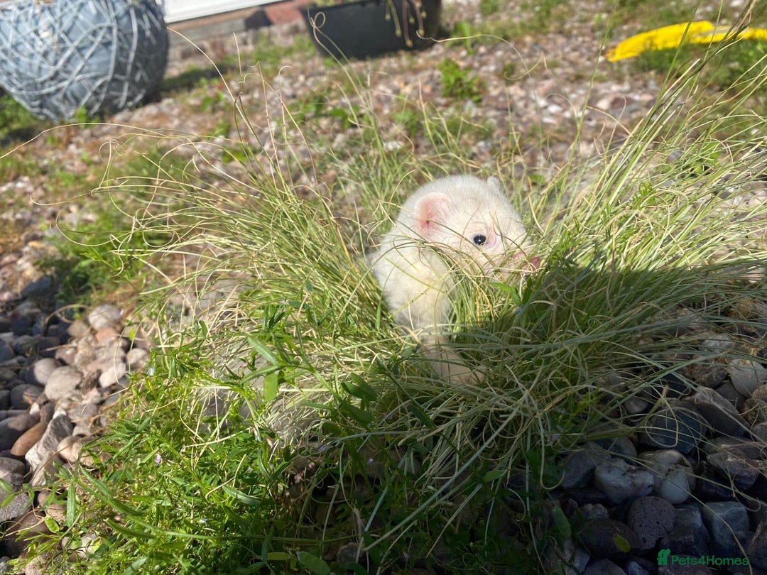 Ferret rodents for sale: 2 litters available sliver mitts and polecats  - Image 13
