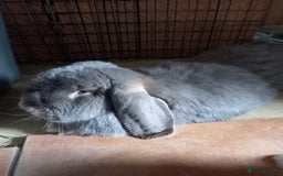 French Lop rabbits for sale: Bonded Pair, Blue French Lop and Holland Mini Lop - Advert 2