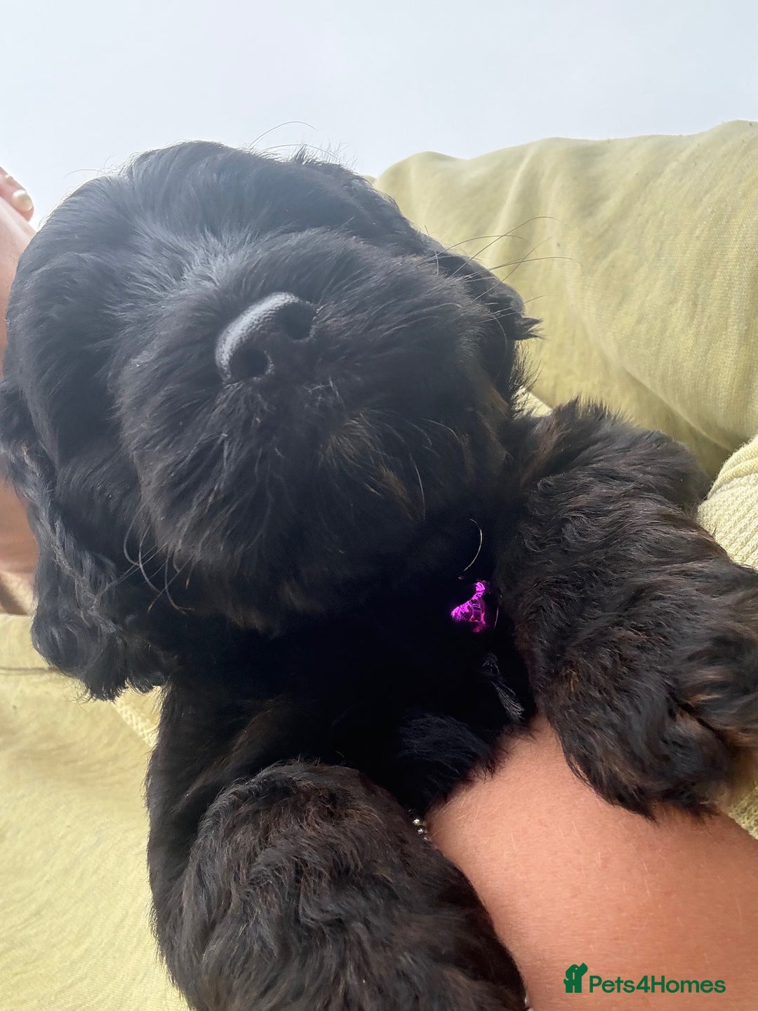 Cockapoo dogs for sale: Cockapoo Female Puppy - Ready to leave in 1 week - Image 13