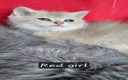 British Shorthair cats for sale: BSH GOLDEN KITTENS - Advert 10