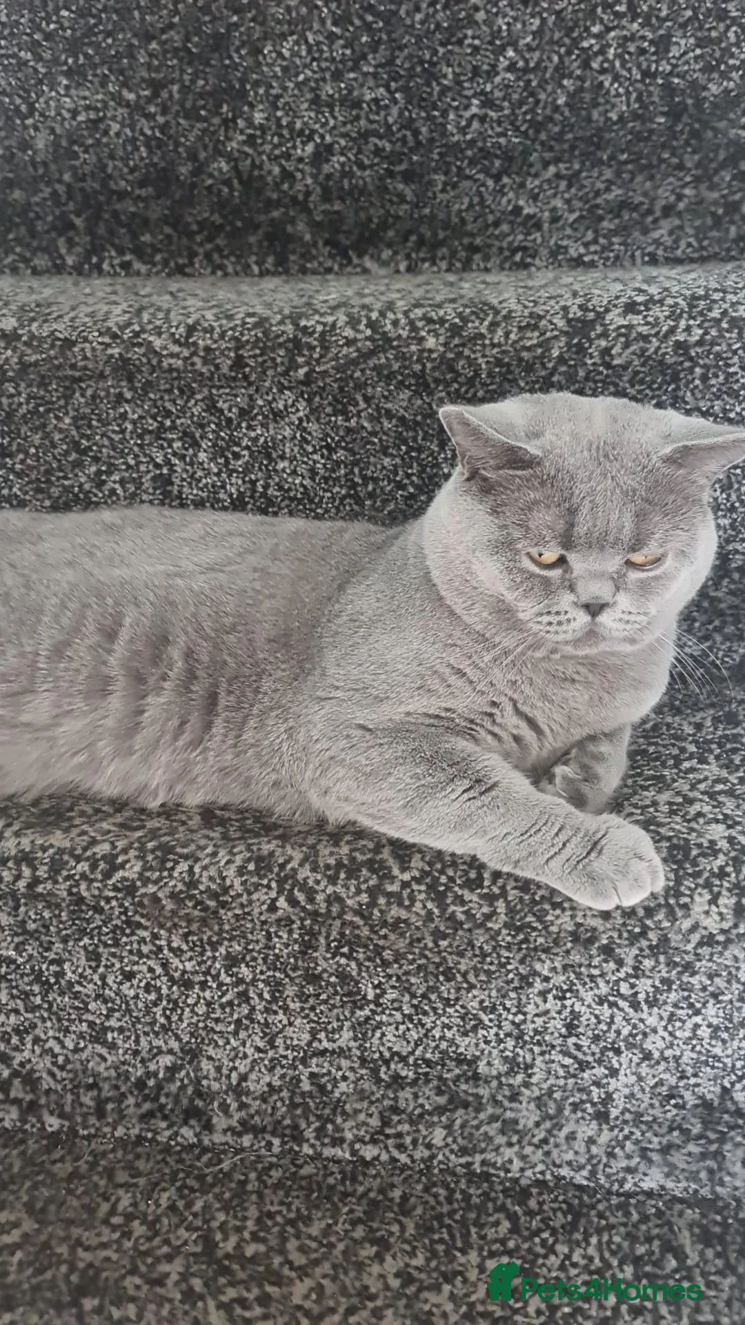 Mixed Breed cats for sale: Scottish Fold cross British Shorthair in Rochdale - Advert 5