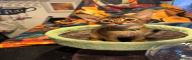 Chippy