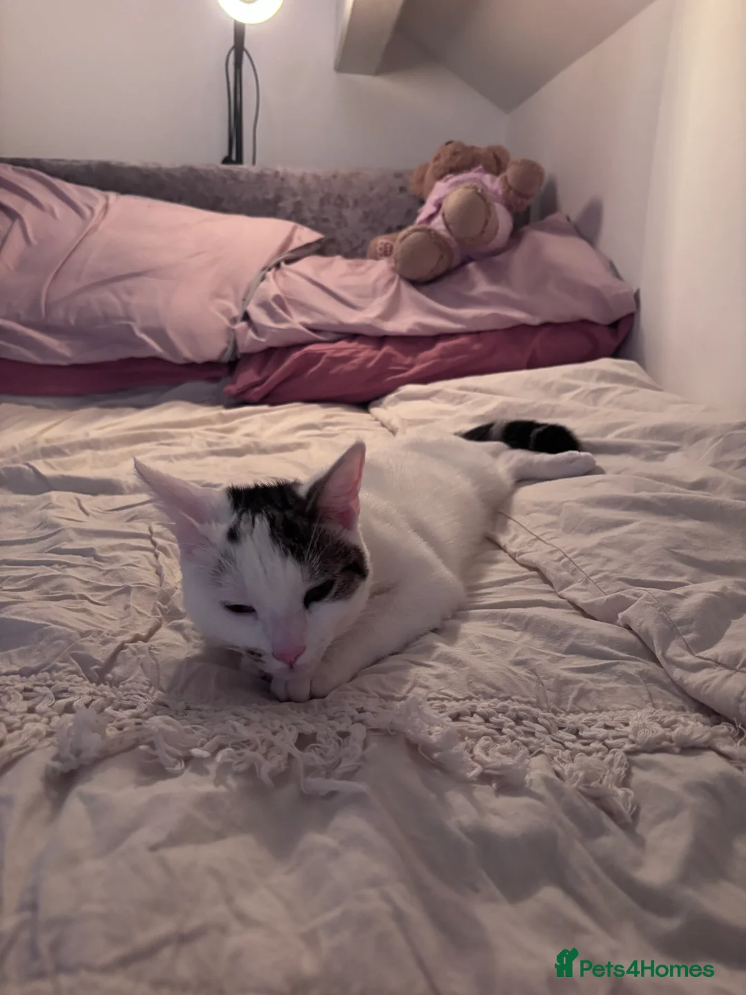 British Shorthair cats for sale: Penny - Advert 3