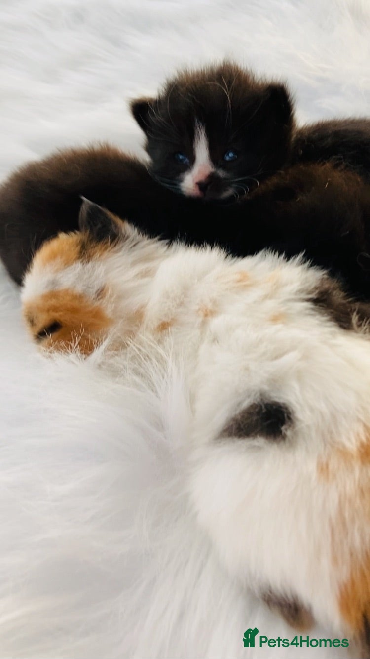 Mixed Breed cats Fluffy long hair kittens - Advert 13