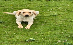 Labrador Retriever dogs for sale: Cream Adult Female Labrador  - Image 1
