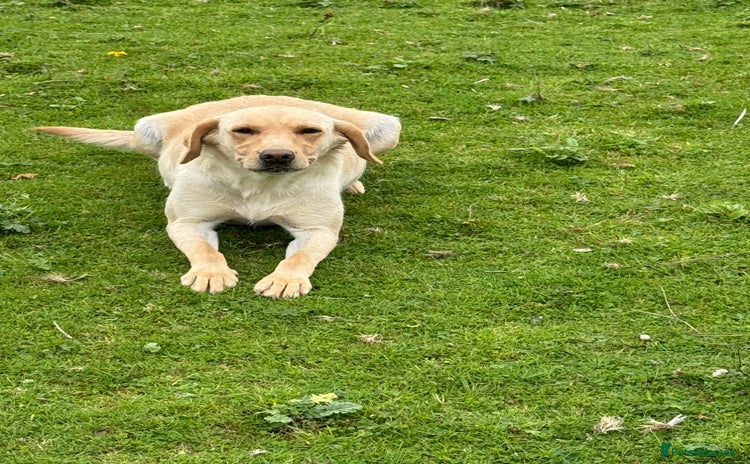 Labrador Retriever dogs - Advert 1