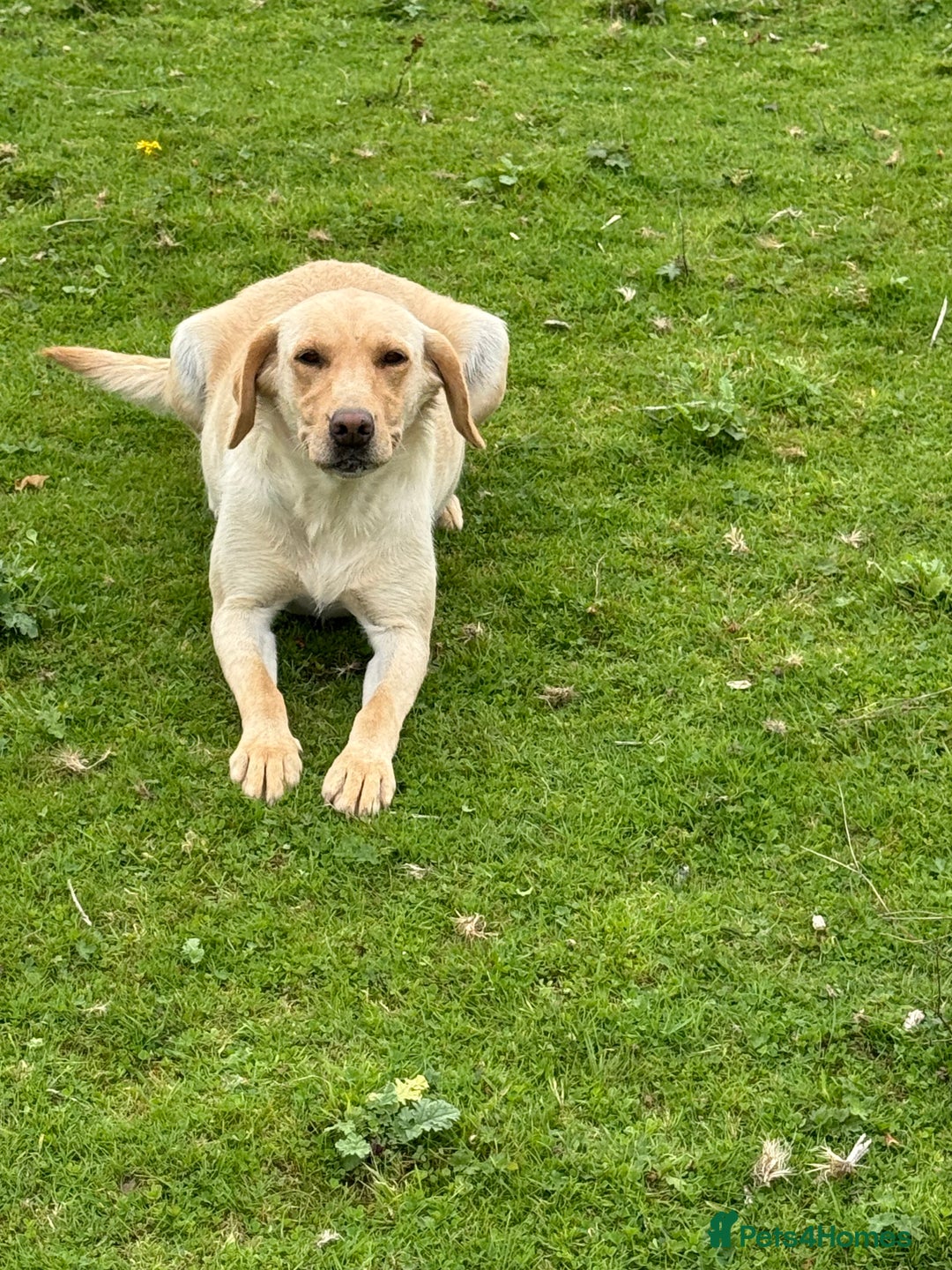 Labrador Retriever dogs for sale: Cream Adult Female Labrador  - Image 1