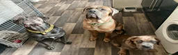 Cane Corso dogs for sale: 2x Cane Corso For Rehoming - Advert 5