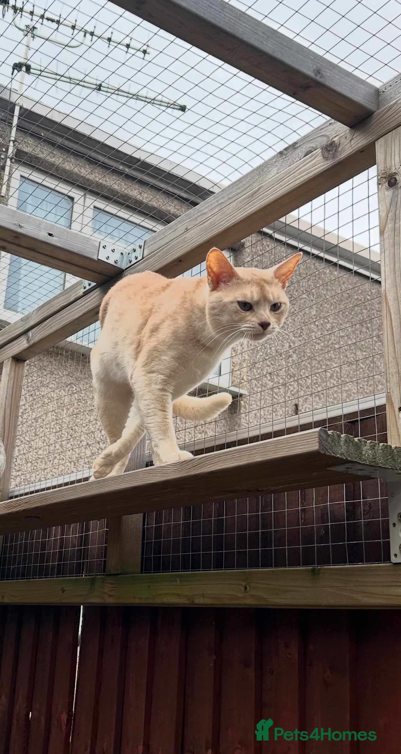 Abyssinian cats Champion lines Aby Red-Silver boy for stud in Romford - Advert 3