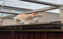Abyssinian cats for stud: Champion lines Aby Red-Silver boy for stud in Romford - Image 1
