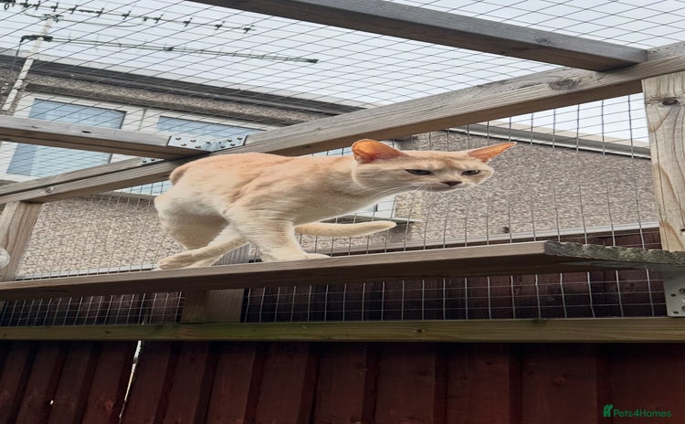Abyssinian cats in Romford - Advert 3