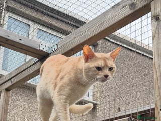 Abyssinian cats in Romford - Advert 2